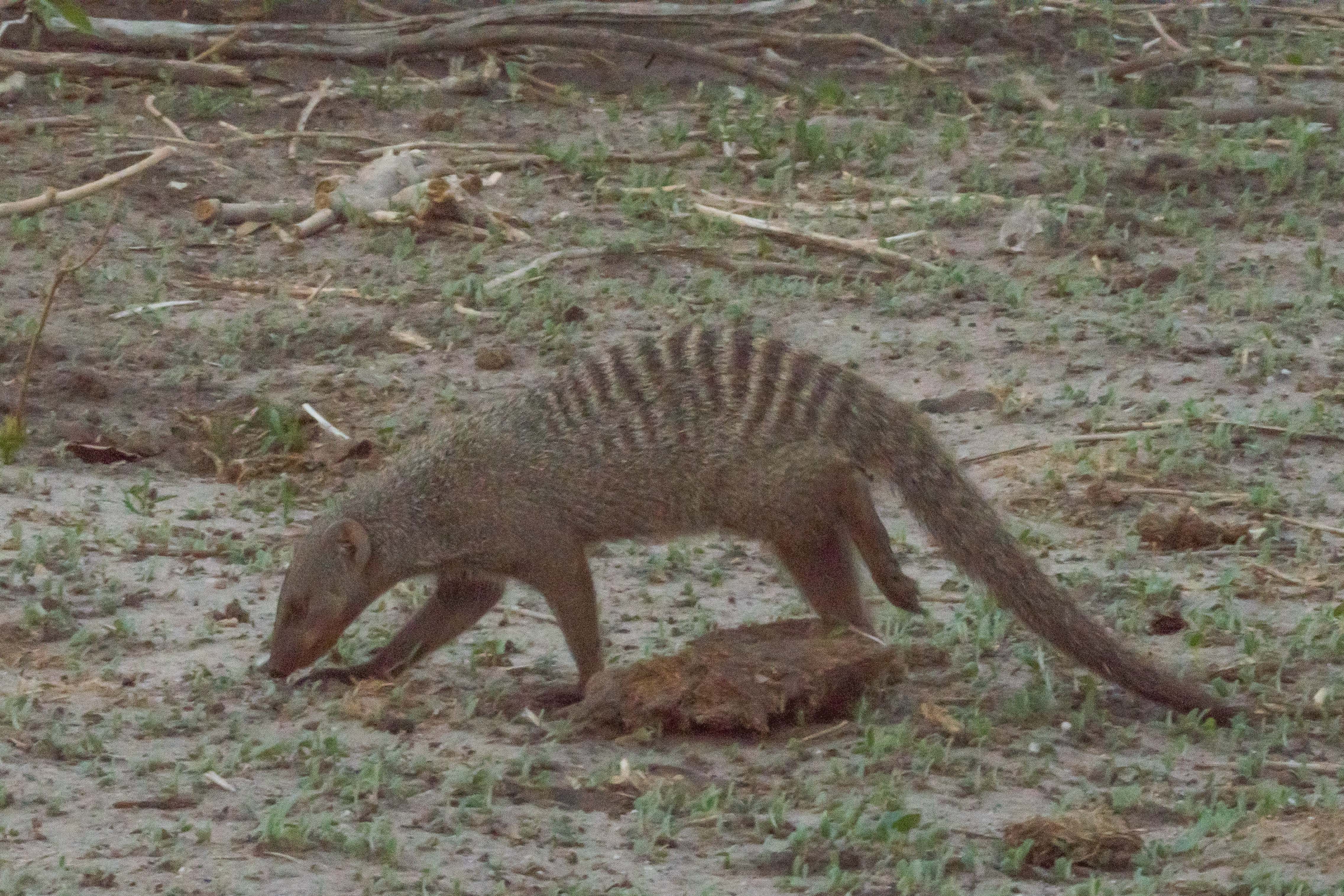 Mangouste rayée (Banded mongoose, Mungos mungo), adulte à la recherche de nourriture, Chobe game lodge, Botswana.